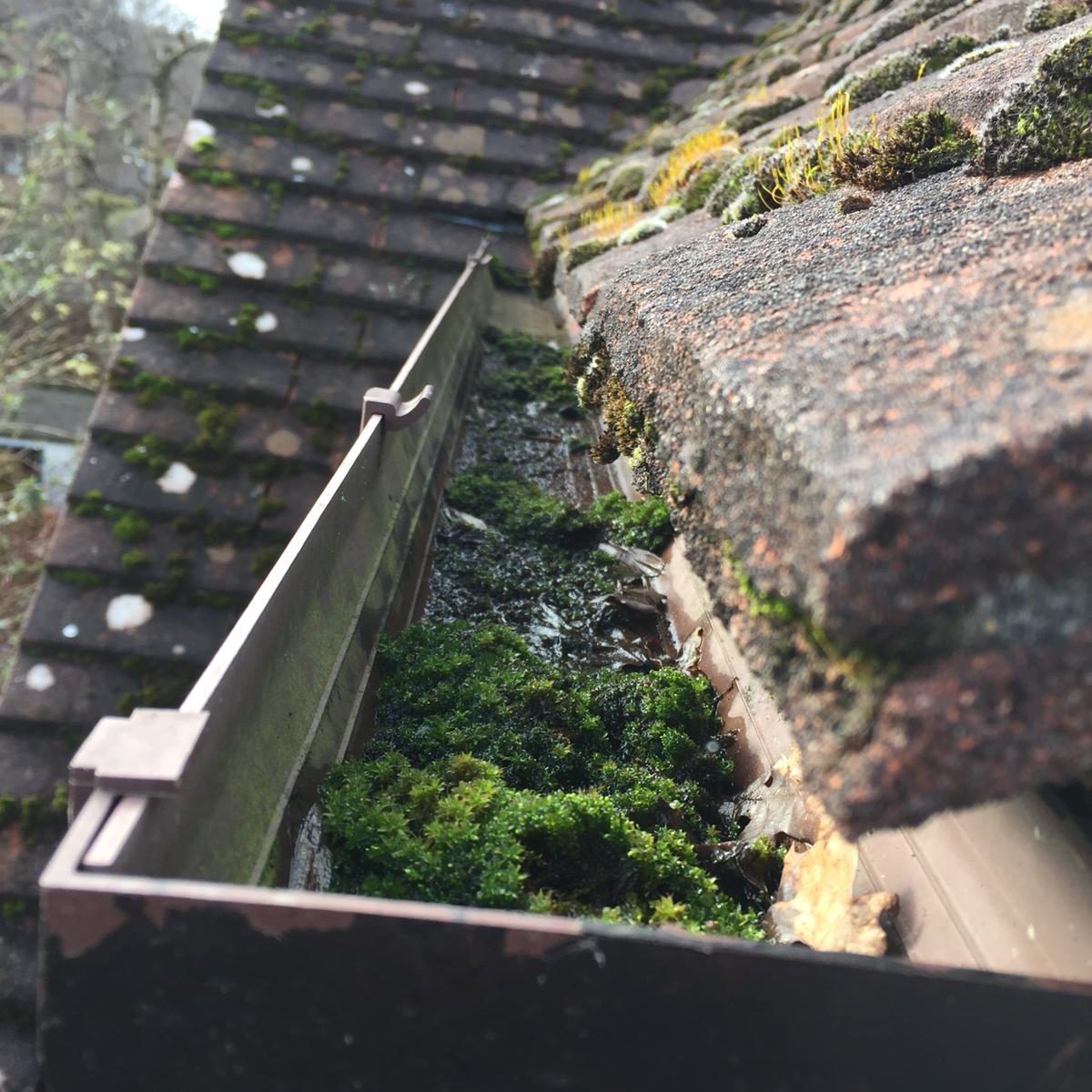 House gutters full of moss