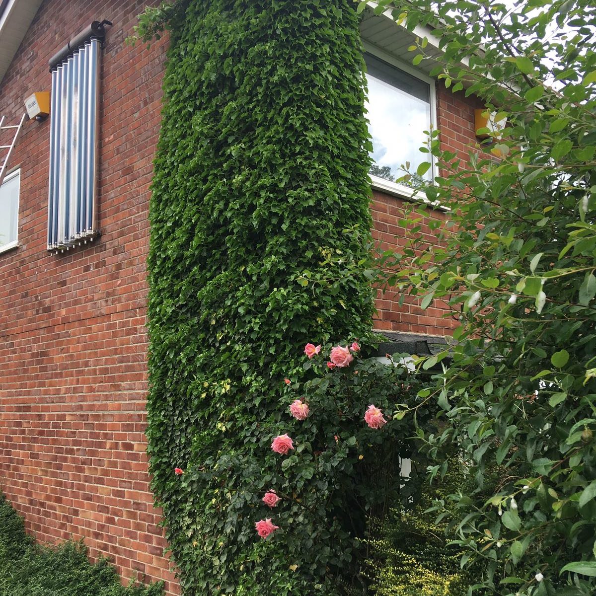 Ivy removal from brickwork and gutters of house